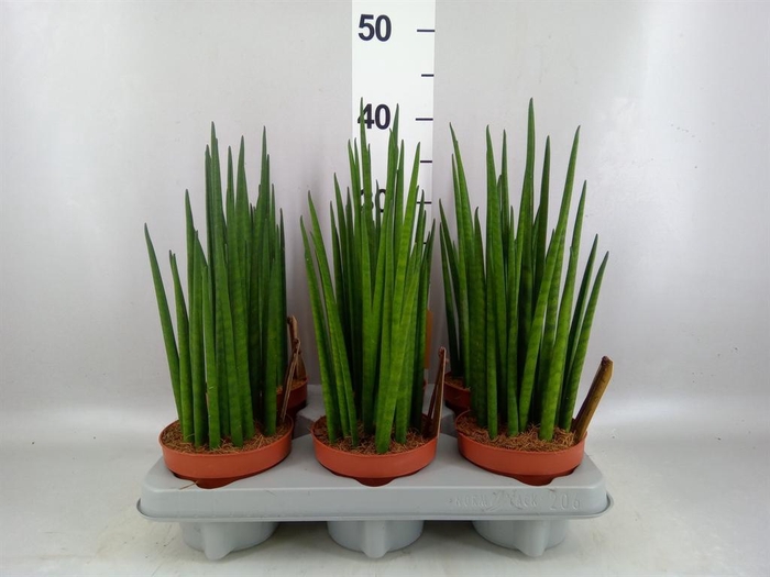 <h4>Sansevieria bacularis</h4>