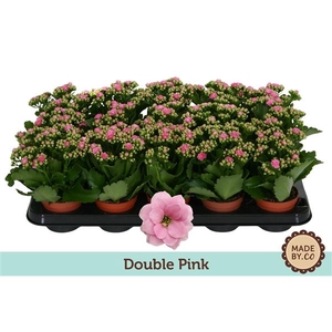 Kalanchoë Double Pink - no sleeve
