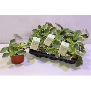 arr8 Pep Obt Variegata