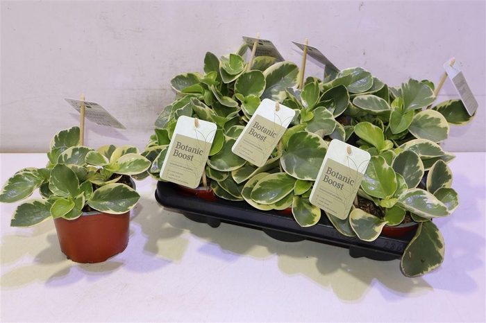 <h4>arr8 Pep Obt Variegata</h4>