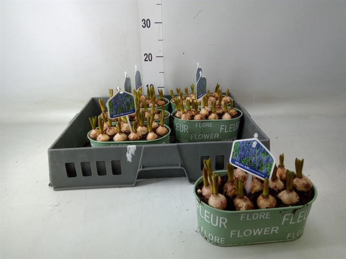 <h4>Arr.  Muscari L%</h4>