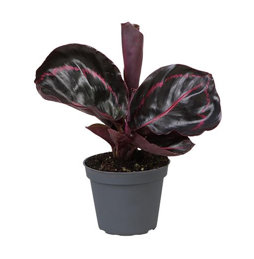 CALATHEA ROSEOPICTA