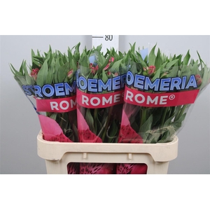Alstr Rome