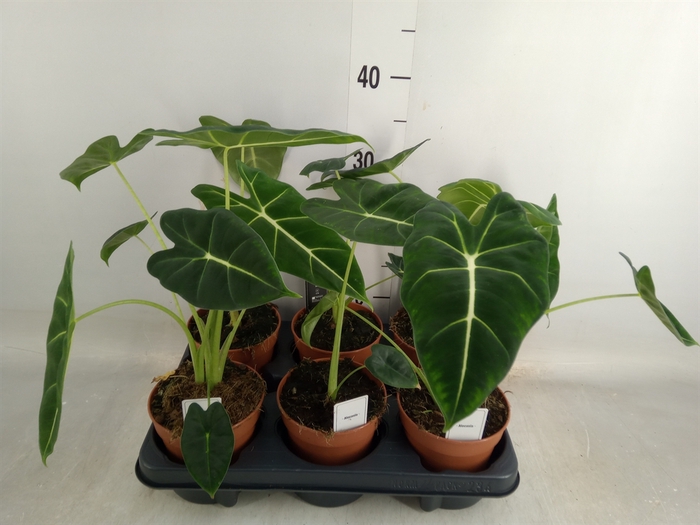 <h4>Alocasia   ...</h4>