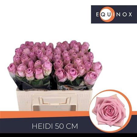 <h4>Rosa grootbloemig Heidi!</h4>