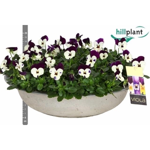 VIO CO EM WHI PU JUP