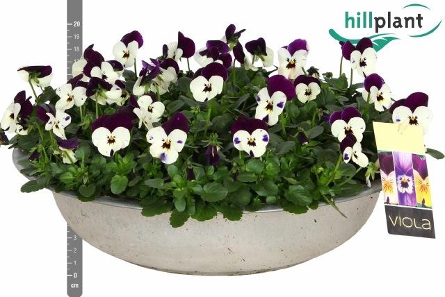 <h4>VIO CO EM WHI PU JUP</h4>