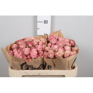 R Tr Destini