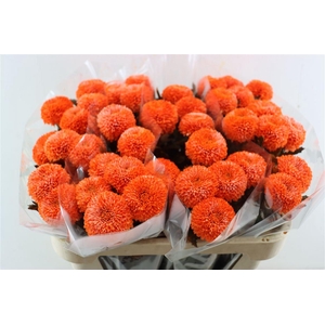 Chr G Kbh Dutch Orange