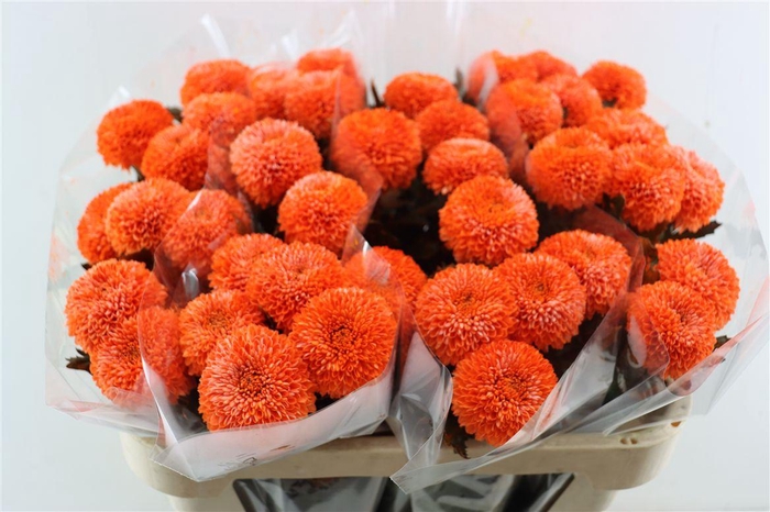 <h4>Chr G Kbh Dutch Orange</h4>