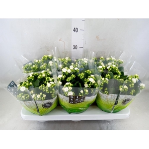 Kalanchoe blos. 'Calandiva Whites'