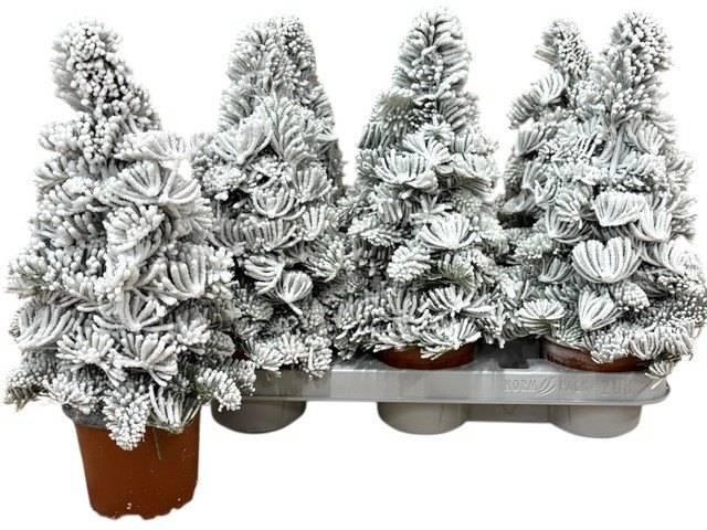 <h4>SNEEUWBOOM H%</h4>