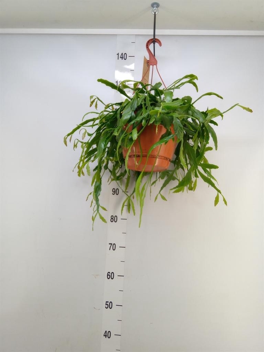 <h4>Rhipsalis   ...</h4>