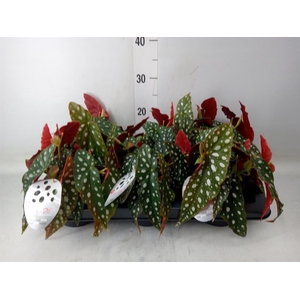 Begonia maculata