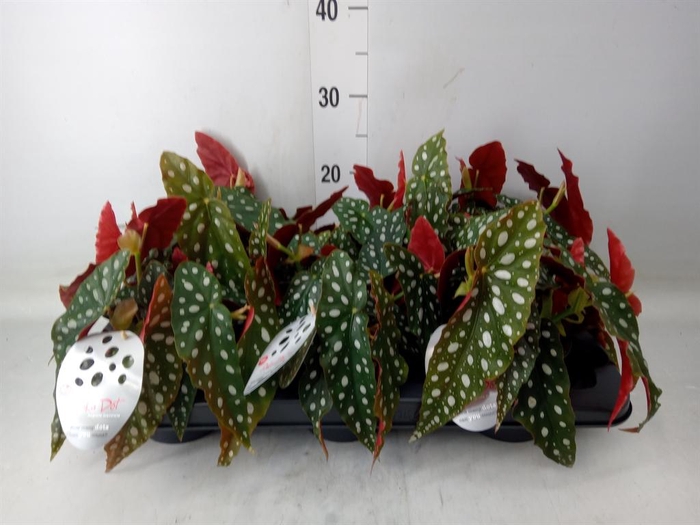 <h4>Begonia maculata</h4>