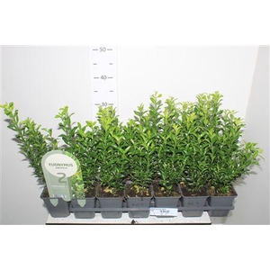 Euonymus Ja Gr Spire