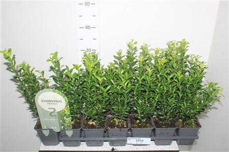 Euonymus Ja Gr Spire