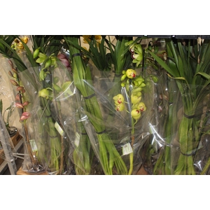 CYMBIDIUM P18 MIN 1 HT