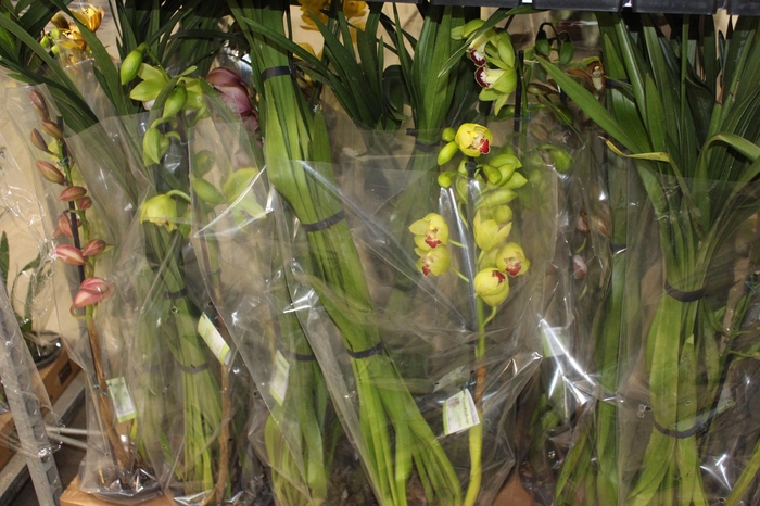 <h4>CYMBIDIUM P18 MIN 1 HT</h4>