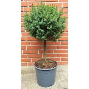 PICEA GLAUCA p32 stam 40 cm bol