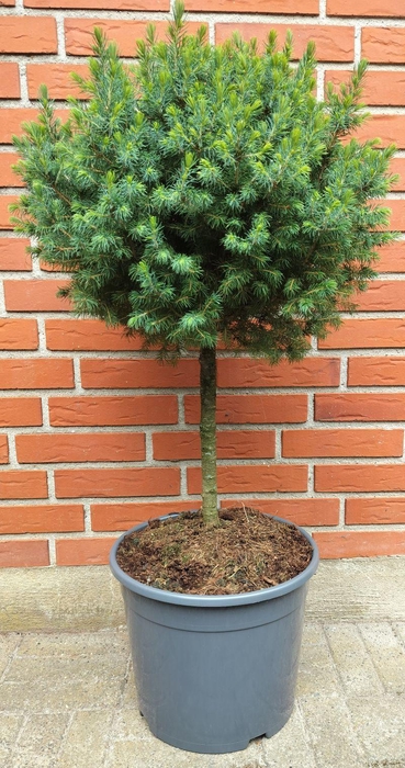 <h4>PICEA GLAUCA p32 stam 40 cm bol</h4>