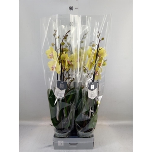 Phalaenopsis   ...yellow