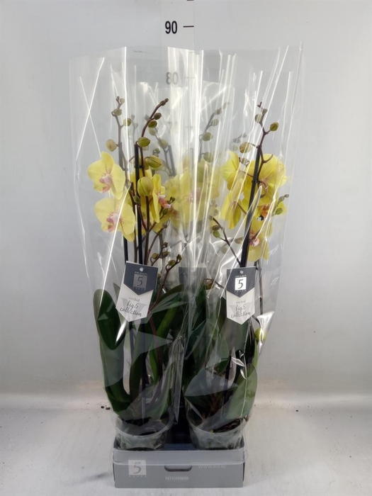 <h4>Phalaenopsis   ...yellow</h4>