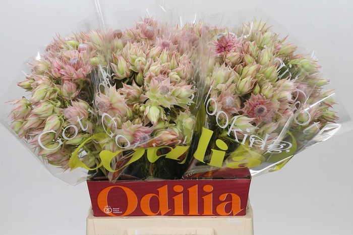<h4>Blushing Bride Ayoba Satin Star</h4>