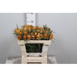 Banksia Dryandra