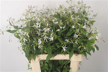<h4>Gillenia Trifoliata</h4>