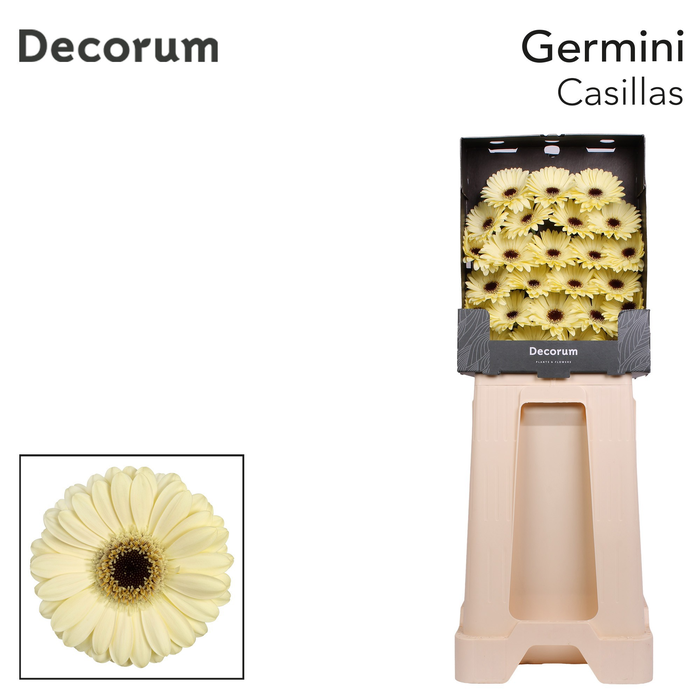 <h4>Germini Casillas Diamond</h4>