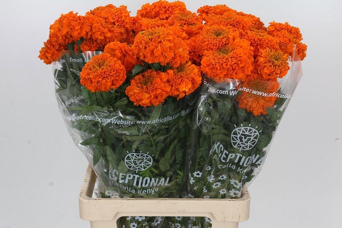 <h4>TAG E PROMISE ORANGE</h4>