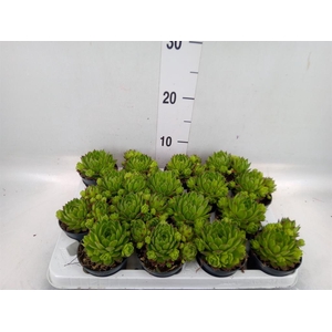 Sempervivum tectorum var. glaucum