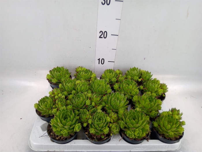 <h4>Sempervivum tectorum var. glaucum</h4>