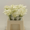 Calla White Art | Heavy Quality