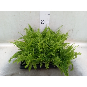 Nephrolepis exal.   ...