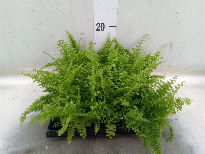 <h4>Nephrolepis exal.   ...</h4>