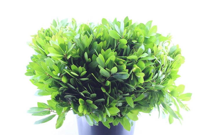 <h4>Arbutus Unedo</h4>