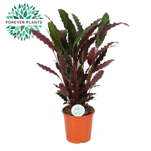 Calathea Rufibarba