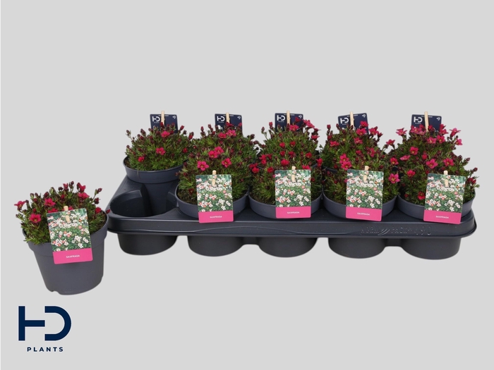 <h4>SAXIF AR MARTO ROSE</h4>