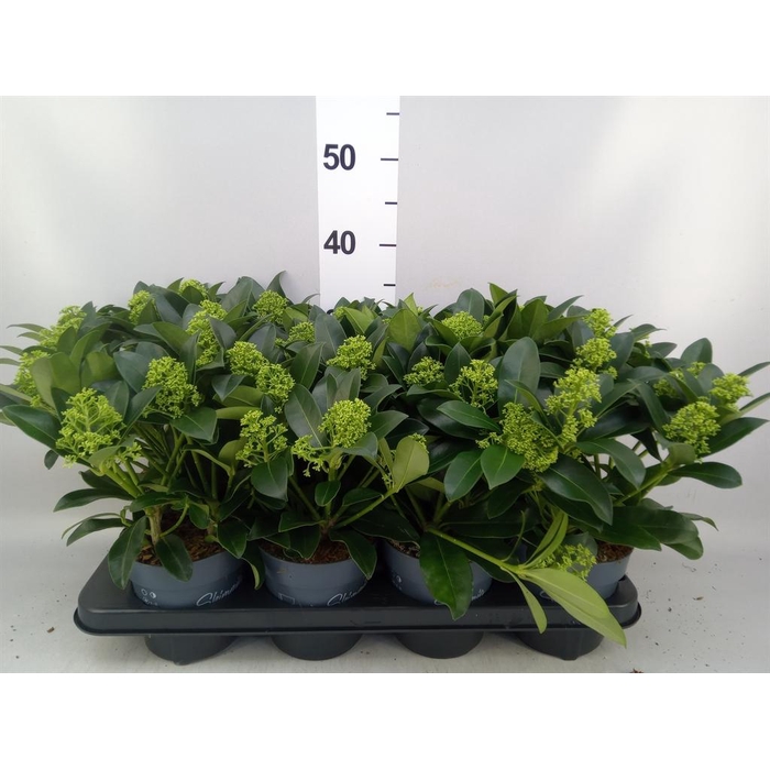 <h4>Skimmia jap. 'Finchy'</h4>