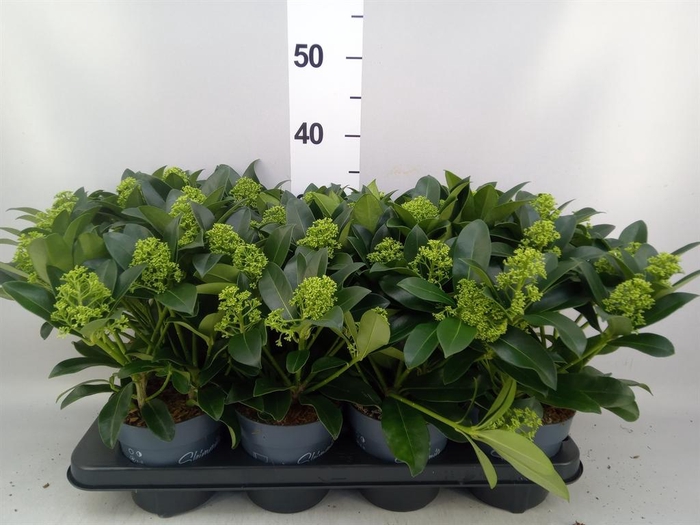 Skimmia jap. 'Finchy'