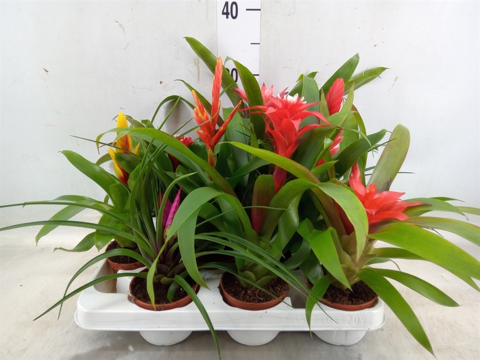 <h4>Bromelia   ...mix 13</h4>