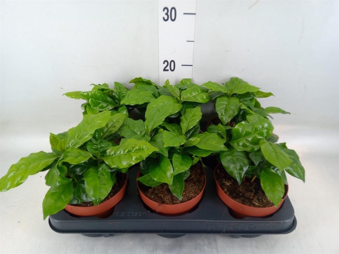 <h4>Coffea arabica</h4>