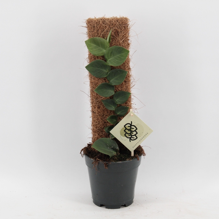 <h4>Rhaphidophora Hayi</h4>