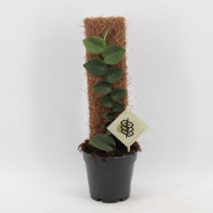 <h4>Rhaphidophora Hayi</h4>