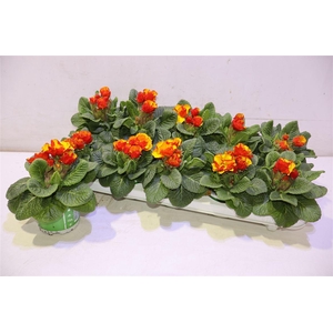 arr8 Prim Geel /oranje