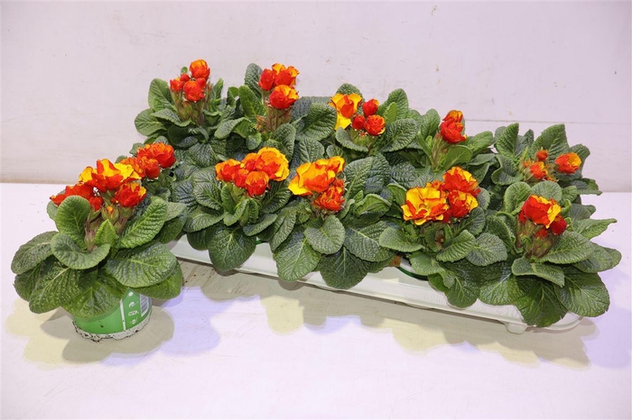 <h4>arr8 Prim Ov</h4>