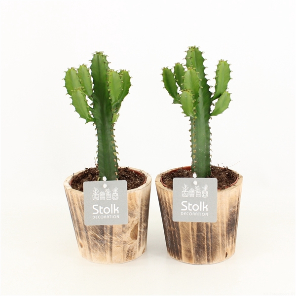 <h4>Euphorbia Triangularis Wood Bruin</h4>