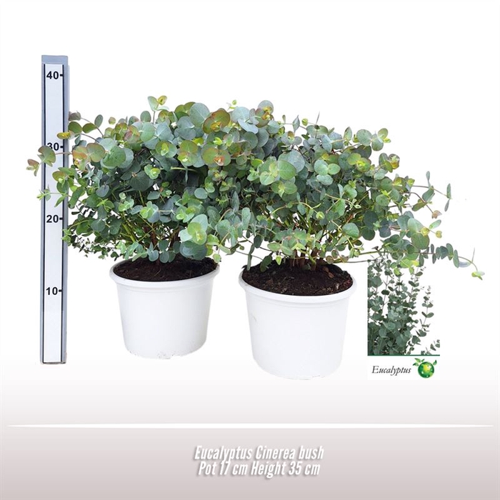 <h4>Eucalyptus Cinerea struik</h4>